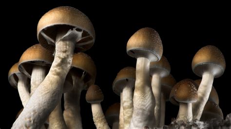 Magic mushrooms in la